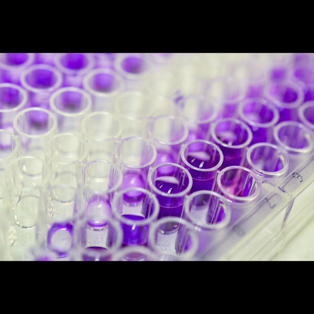 Chicken Bradykinin ''BK'' ELISA Assay   96 wells plate